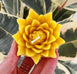 Beeswax Floating Lotus Candle (9 Colors)