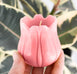 Pink Beeswax Tulip Candle
